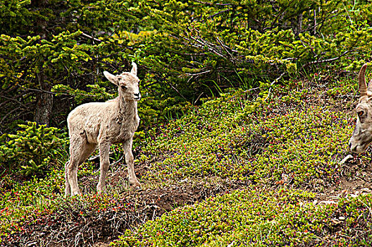 大角羊,羊羔,树林,碧玉国家公园,艾伯塔省,加拿大