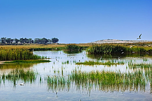 沙湖湿地景观