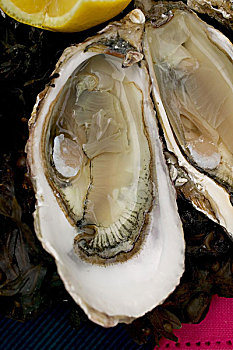 牡蛎,布列塔尼半岛,法国