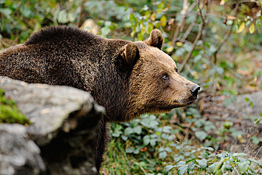 特写镜头的棕熊,巴伐利亚森林国家公园,巴伐利亚,德国