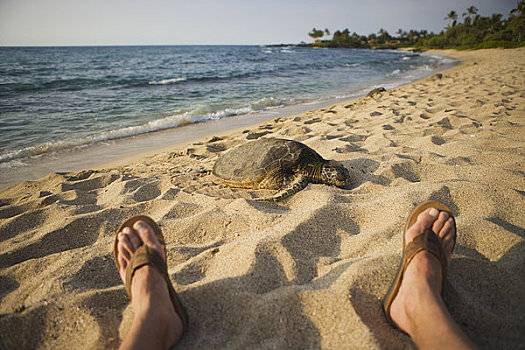 海龟,海滩,靠近,男人,脚,夏威夷