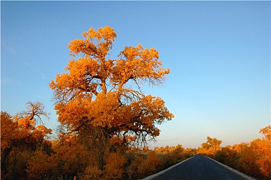 道路,金色,树,秋天