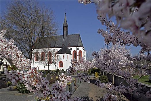 樱花,正面,教堂,岛,莱茵河谷,莱茵兰普法尔茨州