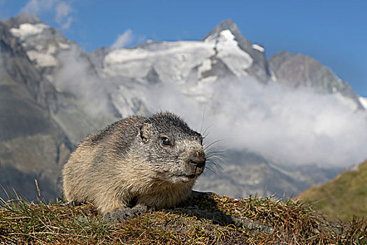 幼兽,阿尔卑斯山土拨鼠,正面,高,陶安,国家公园,奥地利,欧洲