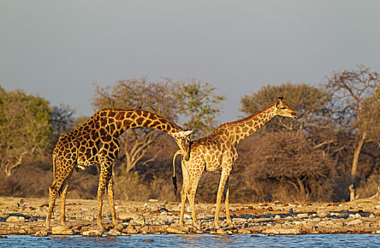 南非,长颈鹿,雄性,尝试,气味,水潭,埃托沙国家公园,纳米比亚,非洲