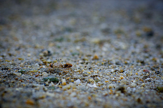 无人,特写,美景,风景,海边,沙滩,螃蟹,沙,海沙,珊瑚礁,珊瑚,小螃蟹,伪装,仿色