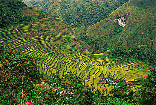 稻米梯田,伊富高省,菲律宾