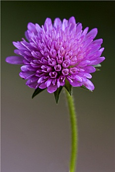 唇形科植物,薄荷,紫罗兰,花