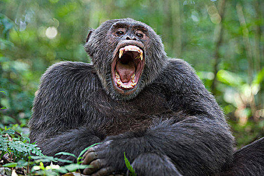 黑猩猩,类人猿,西部,乌干达