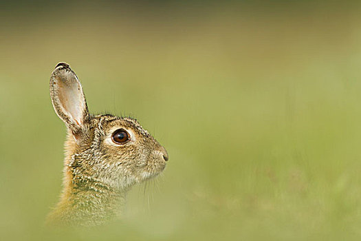 欧洲兔,兔豚鼠属,头像,区域,黑森州,德国,欧洲