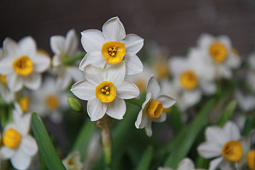 水仙花