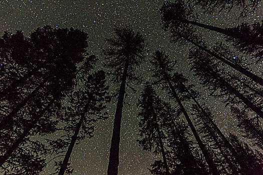 夜晚,满,星,高耸,松树,国家森林,蒙大拿,美国