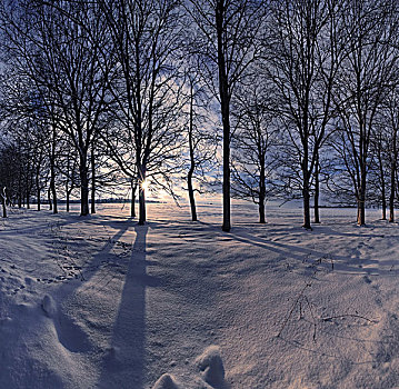 冬季风景,树,日落,艾希斯泰特,巴伐利亚,德国,欧洲