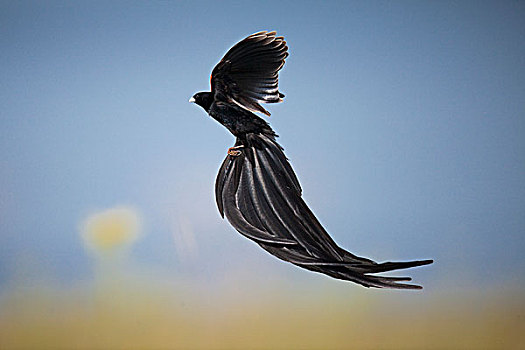 长尾,鳏寡,展示,长,尾部,羽毛,自然保护区,南非