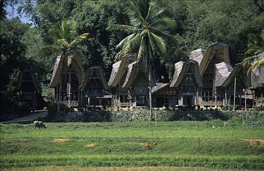 印度尼西亚,苏拉威西岛,传统,乡村