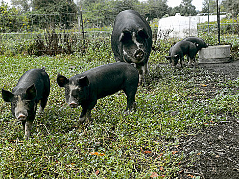 黑色,猪,农场,华盛顿