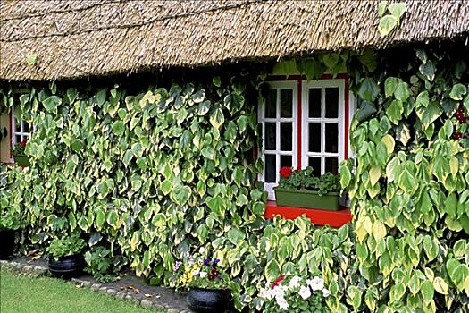 盆栽,窗,爱尔兰