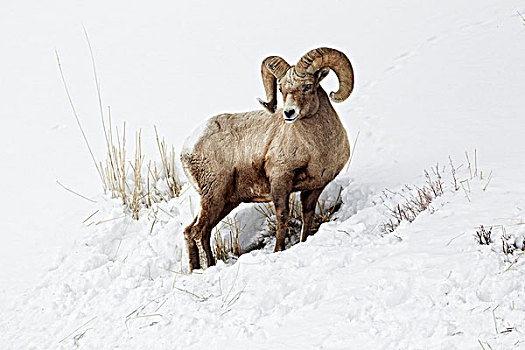 大角羊,成年,雄性,喂食,雪中,黄石国家公园,怀俄明,美国