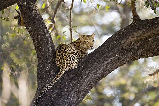 豹,莫瑞米,国家公园,博茨瓦纳,非洲