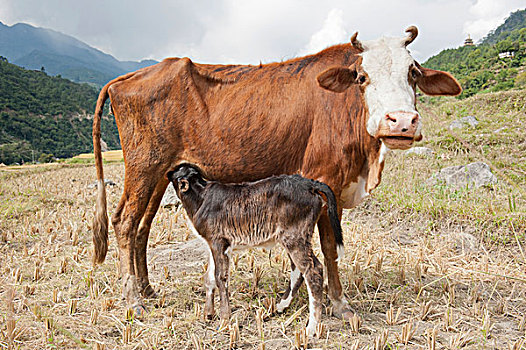 家牛,母牛,吸吮,幼兽,靠近,普那卡,喜马拉雅山,英国,不丹,南亚,亚洲