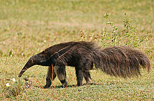 巨型食蚁兽,大食蚁兽,潘塔纳尔,南马托格罗索州,巴西,南美