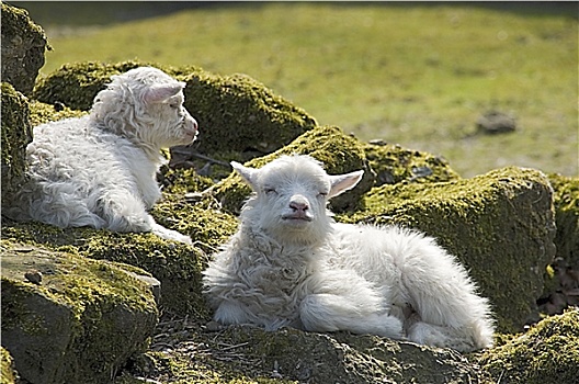 复活节羔羊图片