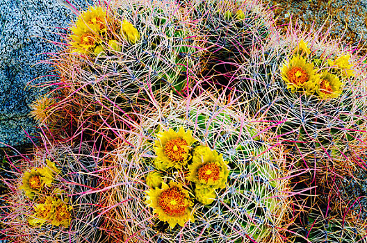 圆桶掌,开花,安萨玻里哥沙漠州立公园,美国