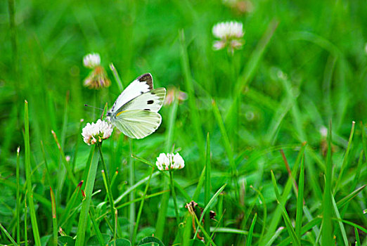 花朵上的白蝴蝶