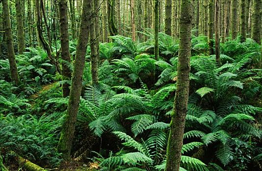 温带雨林,奥特韦国家公园,澳大利亚