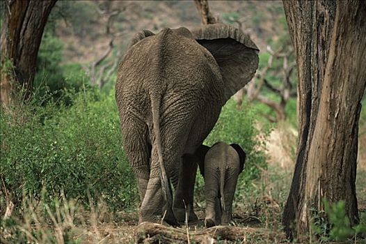 非洲象,走,一起,并排,肯尼亚