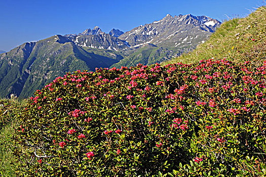 奥地利,卡林西亚,高,陶安,国家公园,高山,玫瑰,杜鹃花属植物,一堆,多