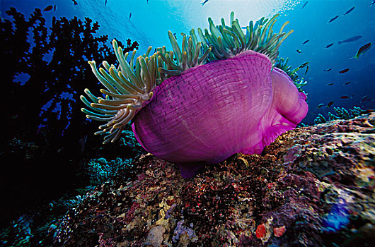 华美,海葵,公主海葵,礁石,印度尼西亚