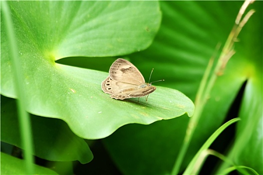 阿巴拉契亚山脉,褐色,蝴蝶