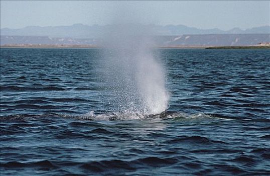 灰鲸,喷涌,北下加利福尼亚州,墨西哥