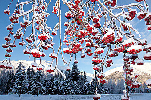 鲜明,红色,积雪,花楸果,悬挂,枝条,景色,冬景,背景,阿拉斯加,冬天