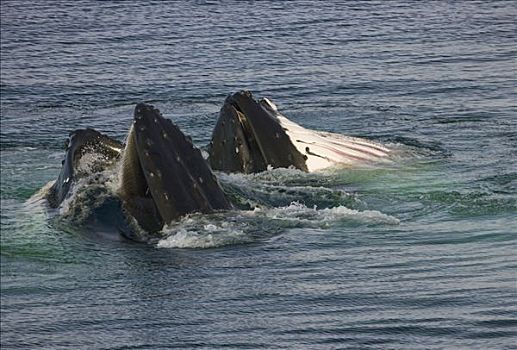 驼背鲸,大翅鲸属,鲸鱼,一对,通道,西部,南极