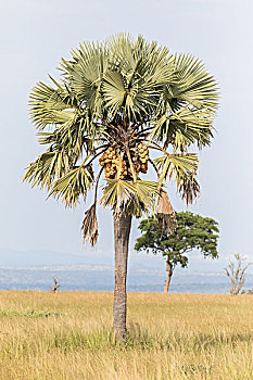 非洲,扇形棕榈,秋天,国家公园,乌干达