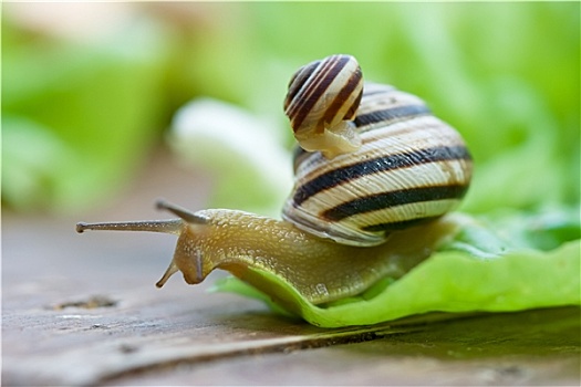 蜗牛,莴苣