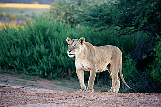 雌狮,狮子,禁猎区,卡拉哈里沙漠,北角,南非,非洲