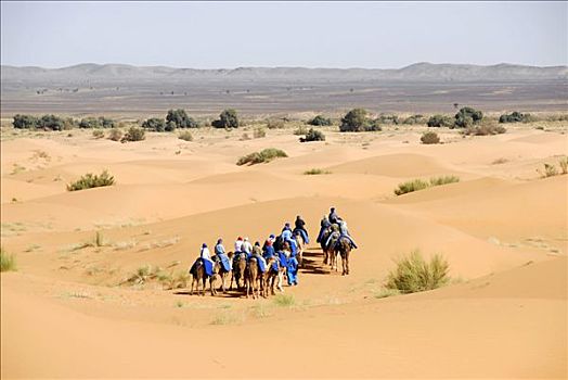 骆驼,却比沙丘,梅如卡,摩洛哥