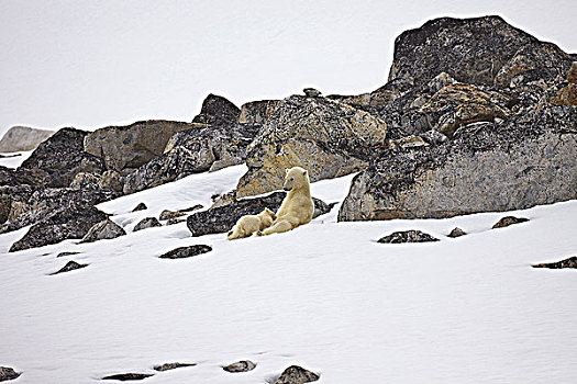 雌性,北极熊,哺乳,幼兽,雪中,斯匹次卑尔根岛,挪威