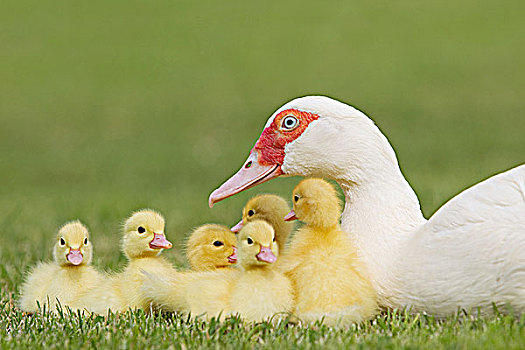家庭,小鸭子,母亲,鸭子,草地