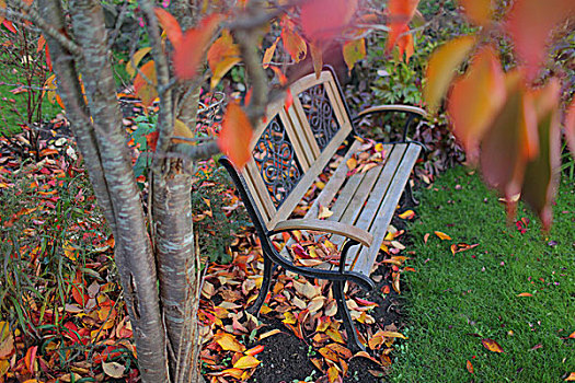 长椅,秋天,樱桃树