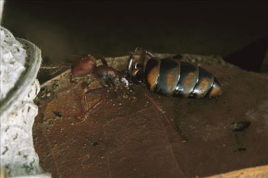 行军蚁,幼兽,展示,腹部,科罗拉多岛,巴拿马