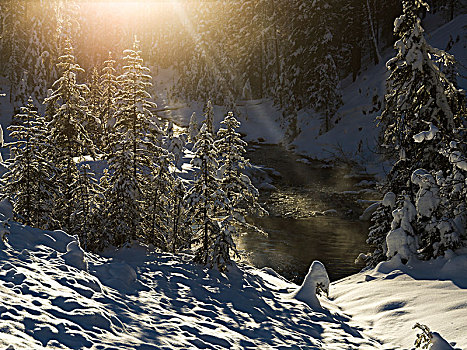 积雪,树,幽鹤国家公园,不列颠哥伦比亚省,加拿大