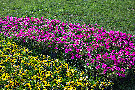 花坛草坪