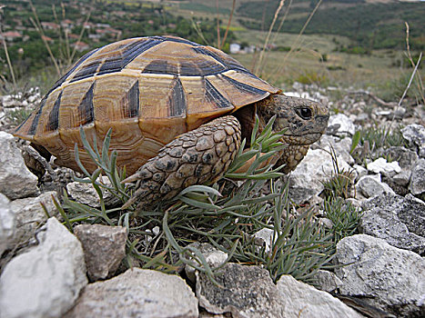龟,保加利亚,欧洲