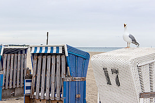 海鸥,沙滩椅