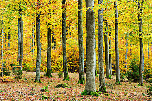 亲近自然,山毛榉,高,树林,秋天,自然保护区,施佩萨特,巴伐利亚,德国,欧洲