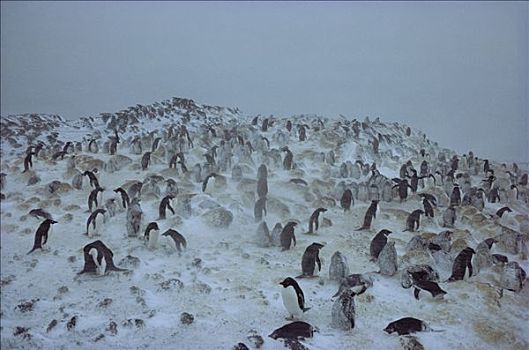 阿德利企鹅,群,暴风雪,岛屿,南极